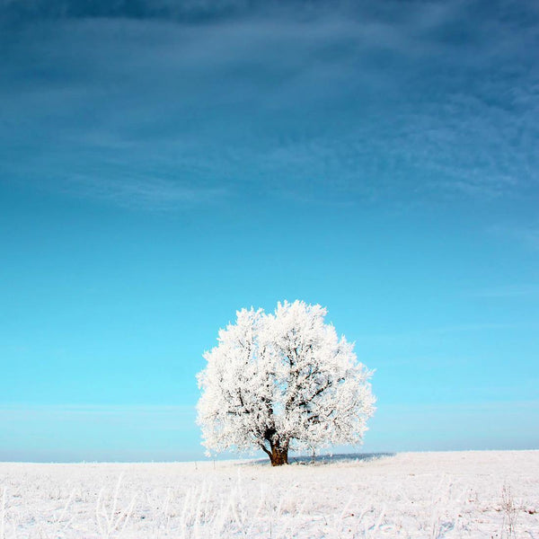 Lonely Snow Tree (square) Wall Art
