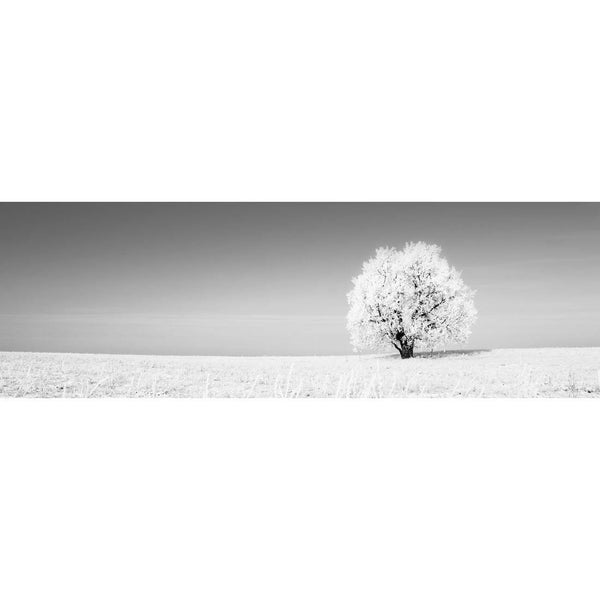 Lonely Snow Tree, Black and White (Long) Wall Art