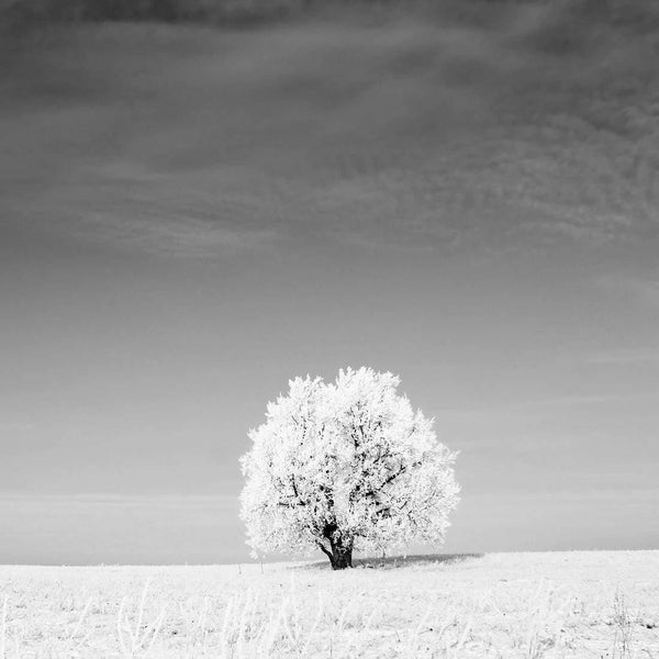 Lonely Snow Tree, Black and White (Square) Wall Art