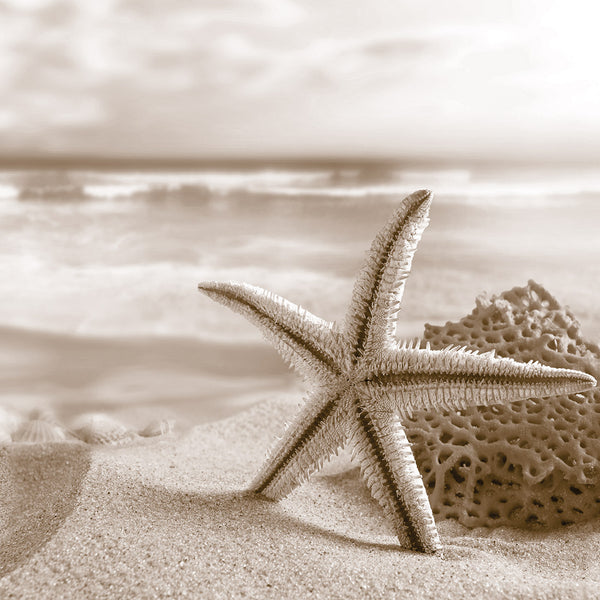 Starfish and Coral on Beach, Sepia (Square)