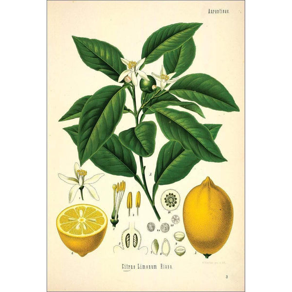 Lemon Botanical Illustration Wall Art