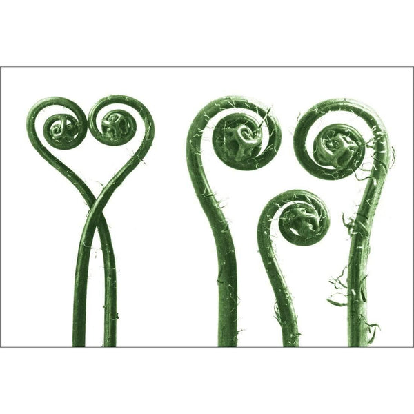 Ferns Entwined Green by Karl Blossfeldt Wall Art