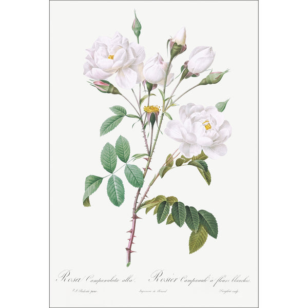 Rosa Campanulata Alba by Pierre-Joseph Redoute