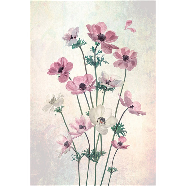 Pretty Dancing Poppies by Lydia Jacobs
