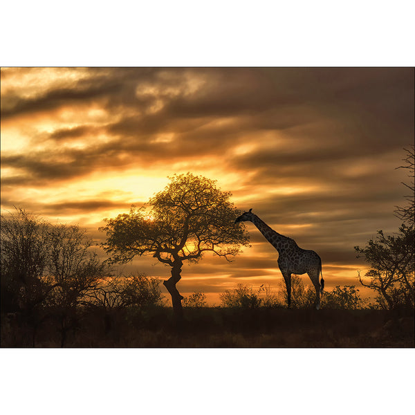 Giraffe at Sunset