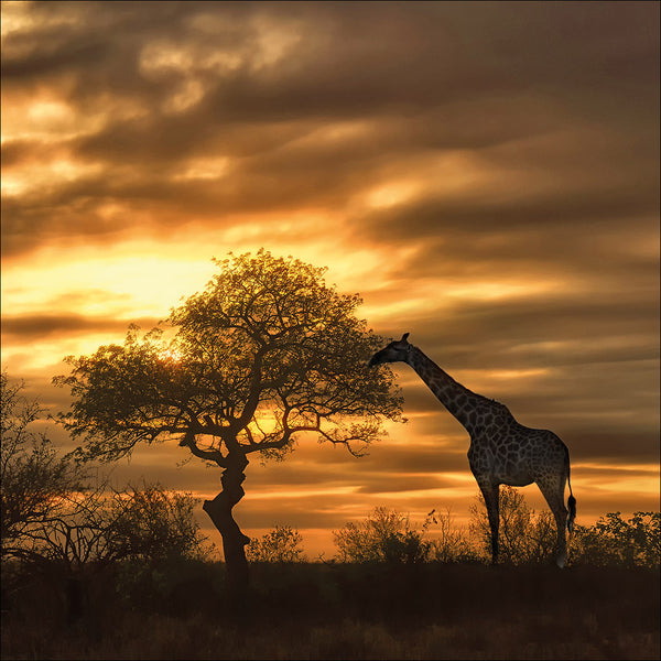 Giraffe at Sunset (square)