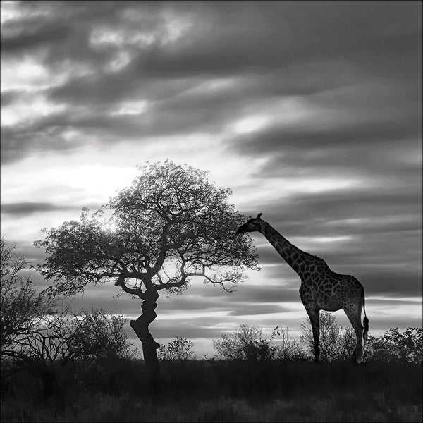 Giraffe at Sunset, Black and White (square)