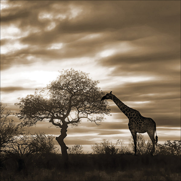Giraffe at Sunset, Sepia (square)