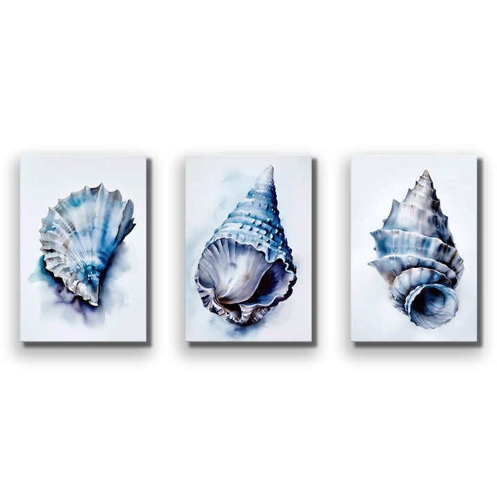 Watercolour Shells Trio Art Set – The Canvas Art Factory