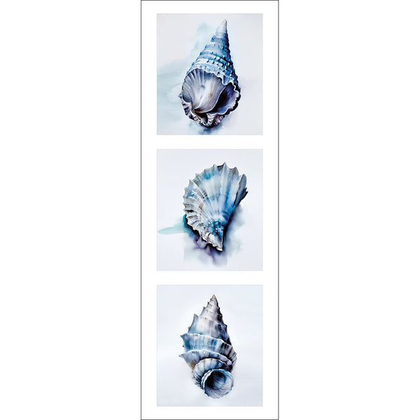 Watercolour Shell Montage