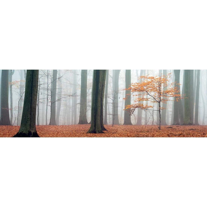 Misty Autumn Forest, Original (Long) Wall Art
