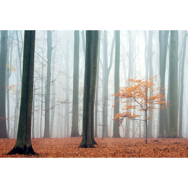 Misty Autumn Forest, Original Wall Art