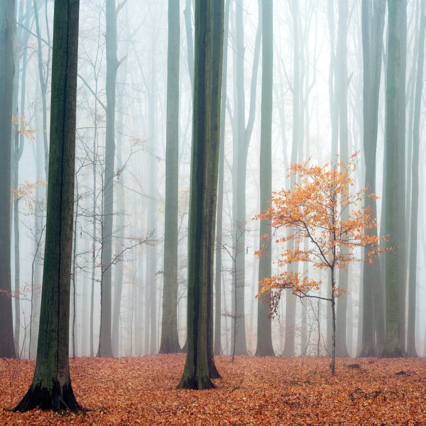 Misty Autumn Forest (square)