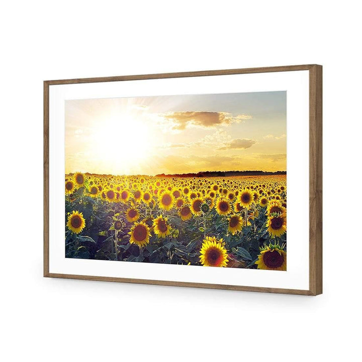 Sunflowers at Sunset Wall Art
