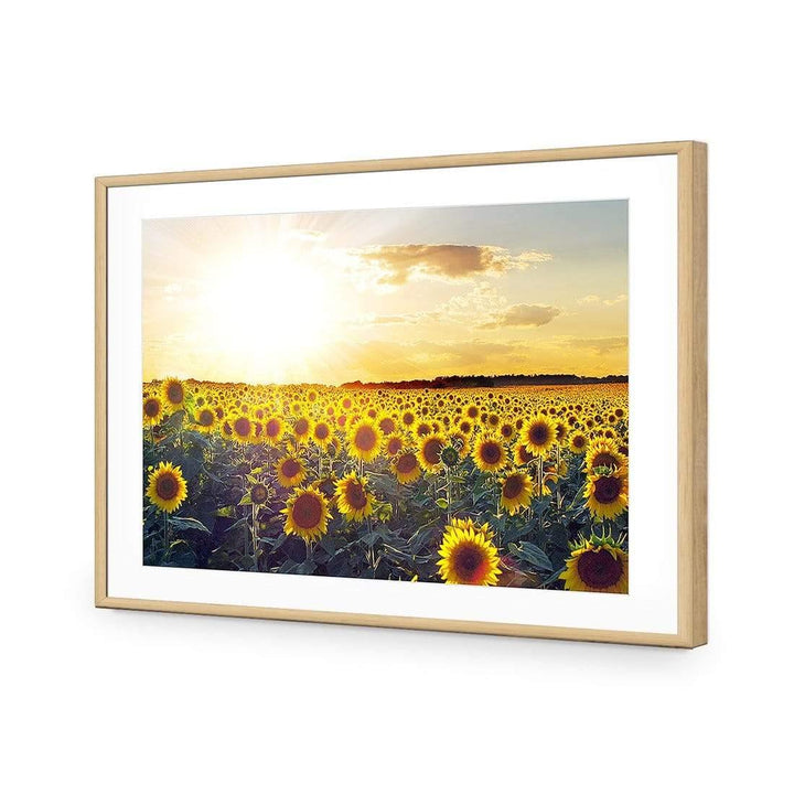 Sunflowers at Sunset Wall Art