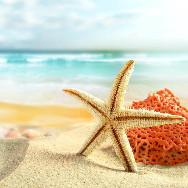 Starfish and Coral on Beach, Original (Square) Wall Art