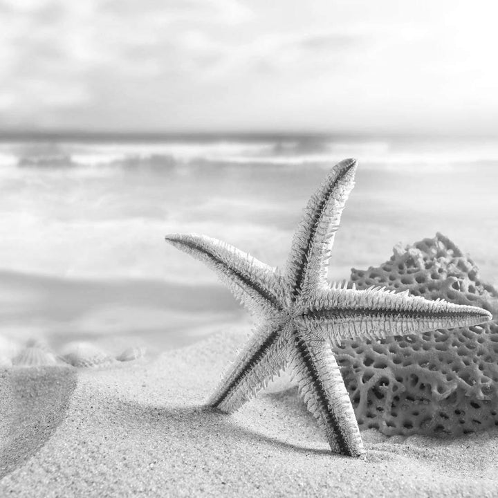 Starfish and Coral on Beach, Black and White (Square) Wall Art