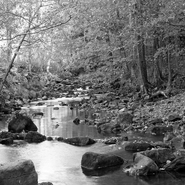 Forest Stream, Black and White (Square) Wall Art