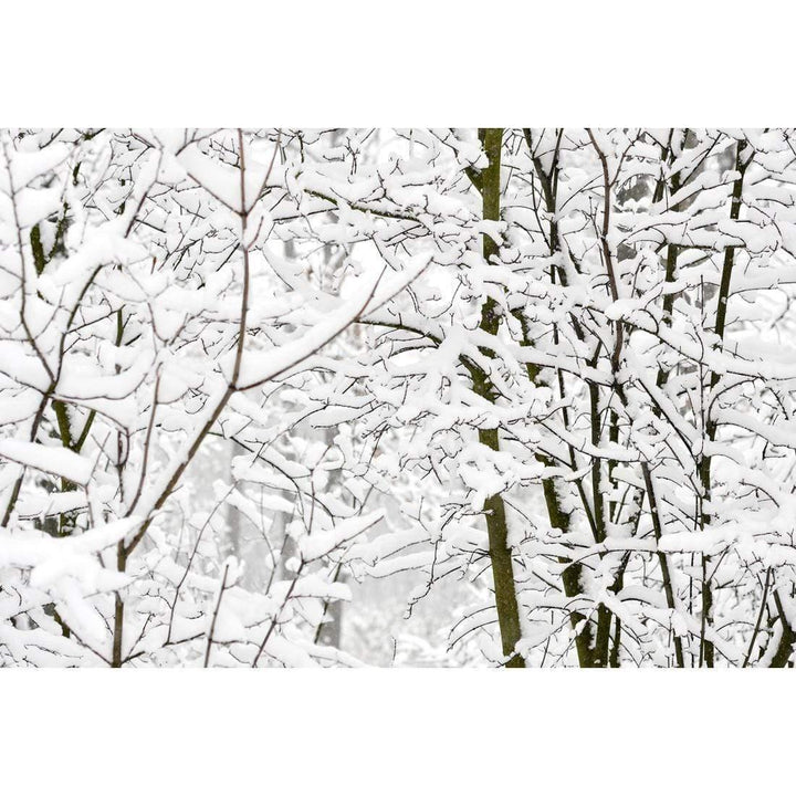 Snowy Branches, Original Wall Art
