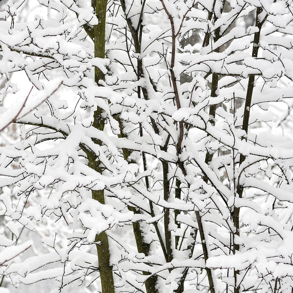 Snowy Branches (square)
