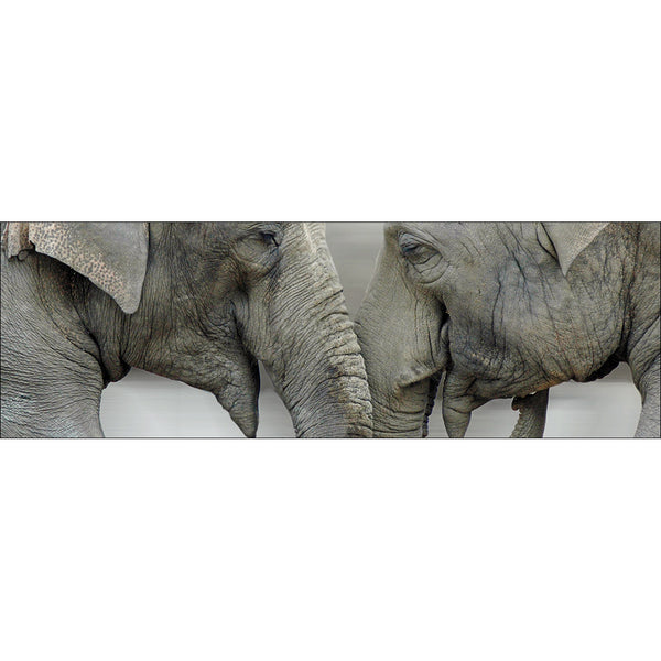 Elephants Kissing (Long)