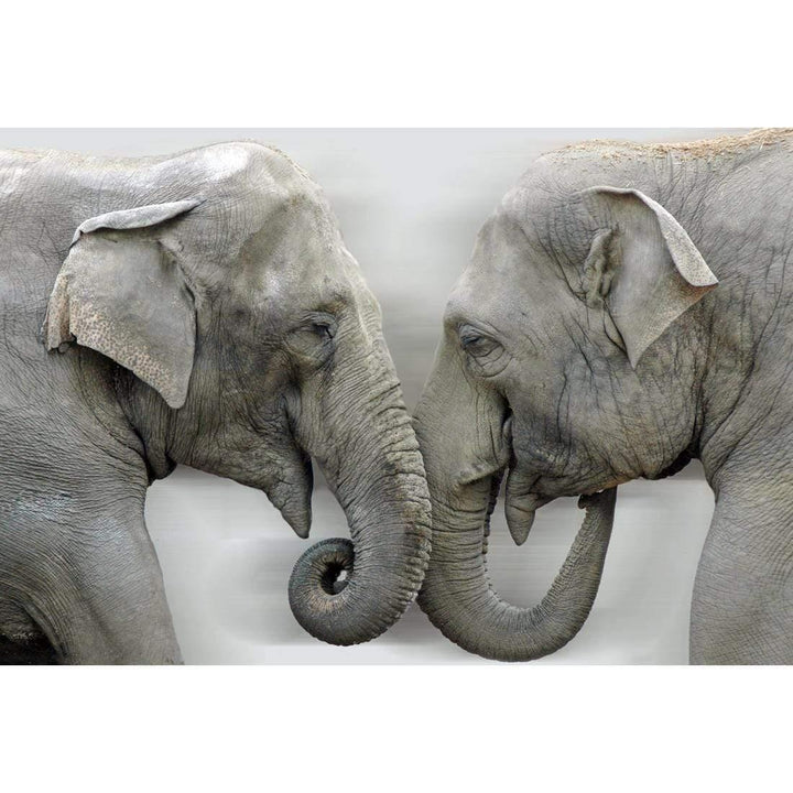 Elephants Kissing Wall Art