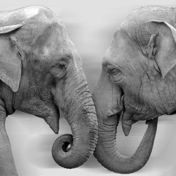 Elephants Kissing, Black and White (Square)