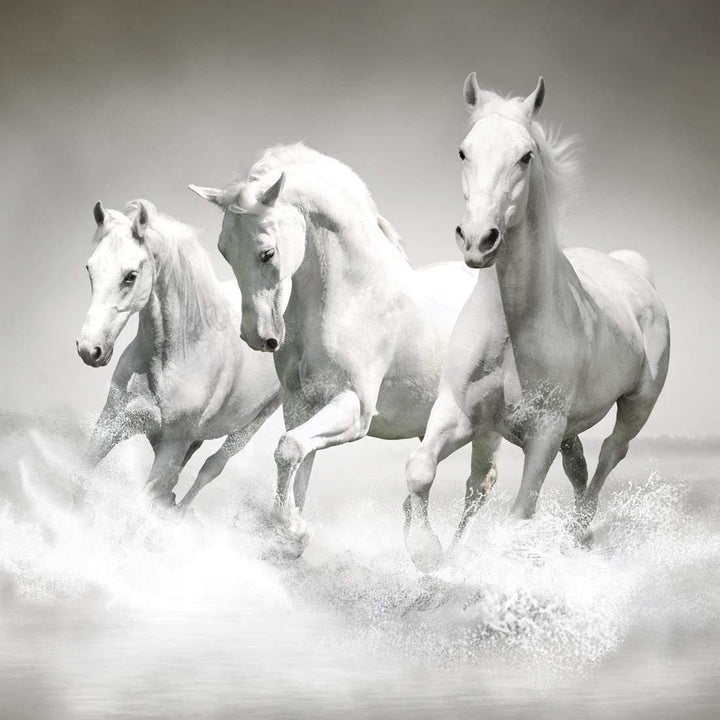 White Horse Beauty, Black and White (square) Wall Art