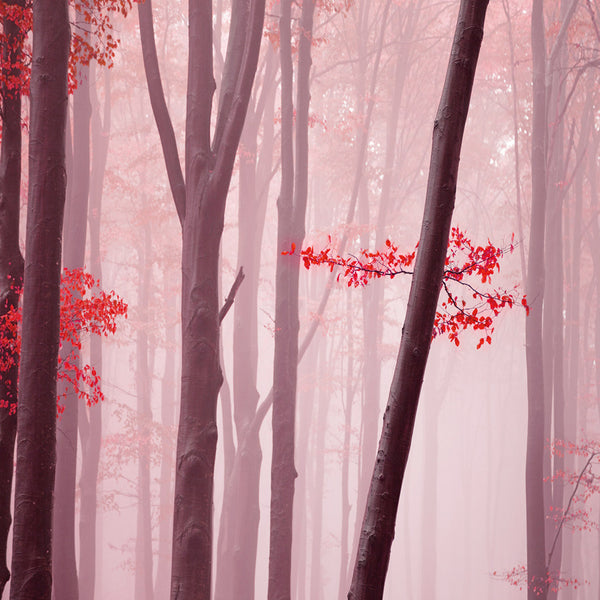 Pink Forest (square)