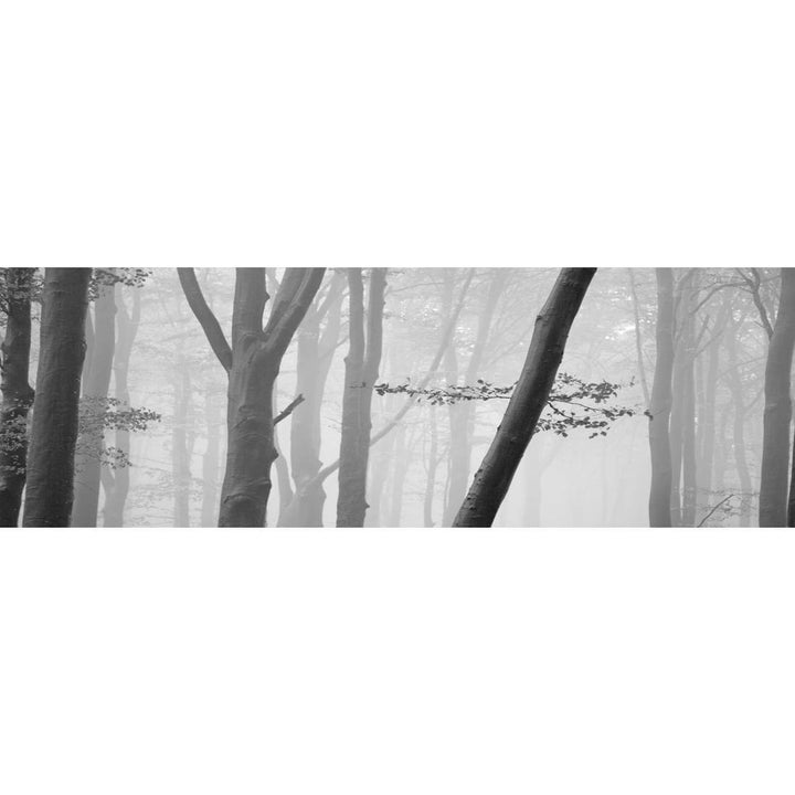 Pink Forest, Black and White (long) Wall Art