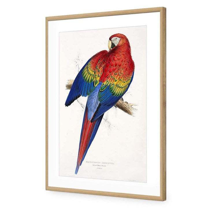 Red and Yellow Macaw By Edward Lear Wall Art