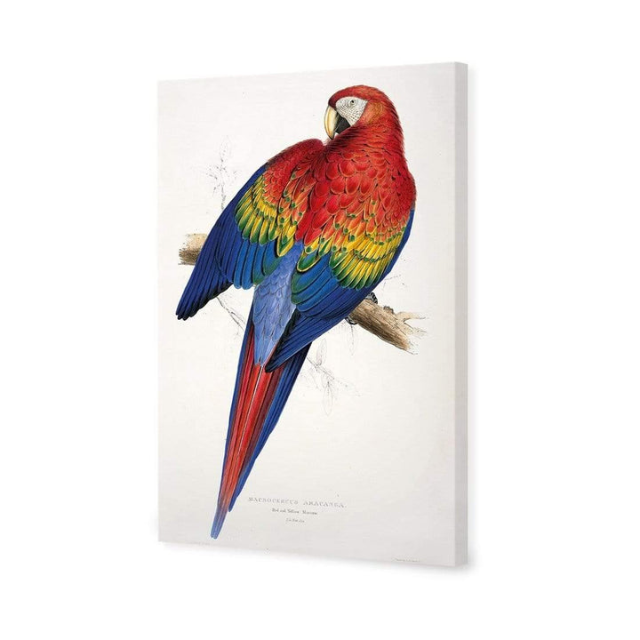 Red and Yellow Macaw By Edward Lear Wall Art