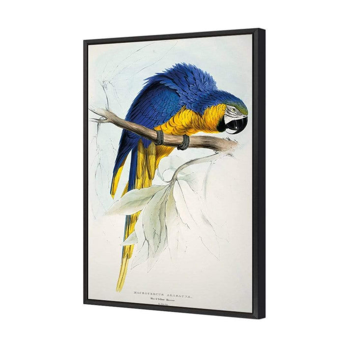Blue and Yellow Macaw By Edward Lear Wall Art