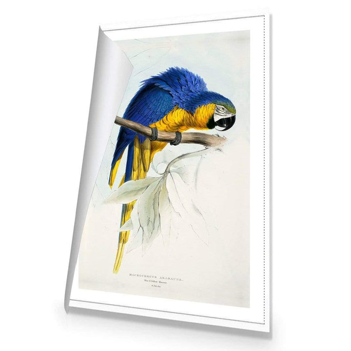 Blue and Yellow Macaw By Edward Lear Wall Art