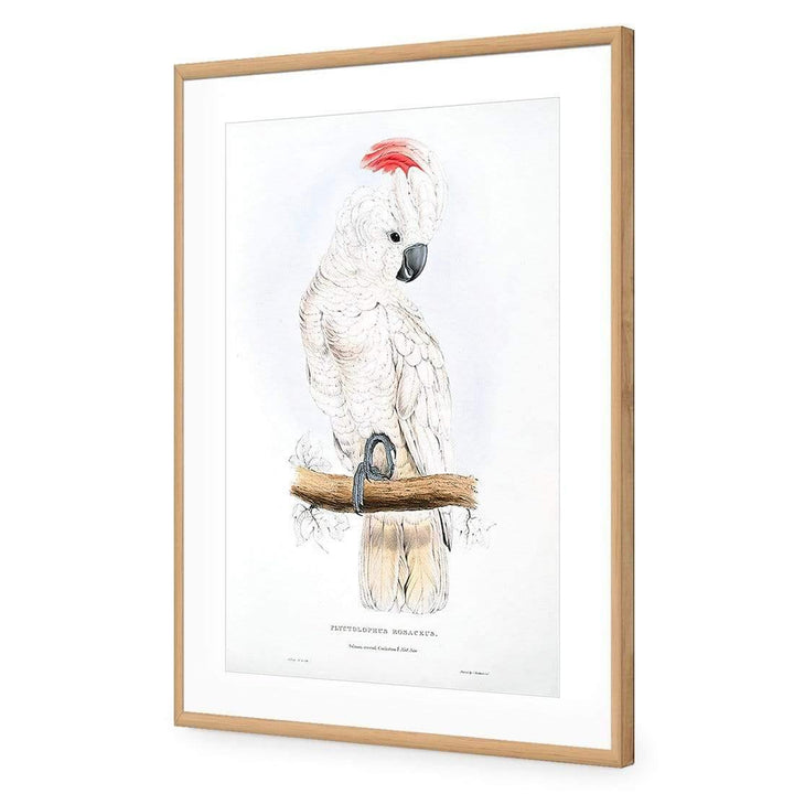 Salmon-Crested Cockatoo By Edward Lear Wall Art