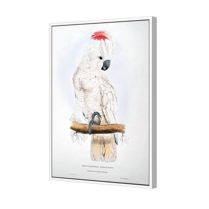 Salmon-Crested Cockatoo By Edward Lear Wall Art