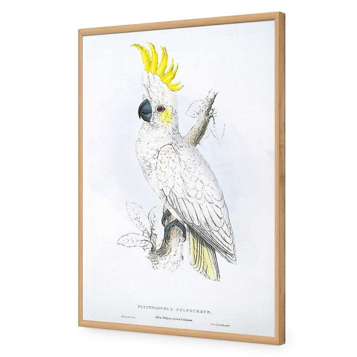 Sulphur-Crested Cockatoo By Edward Lear Wall Art