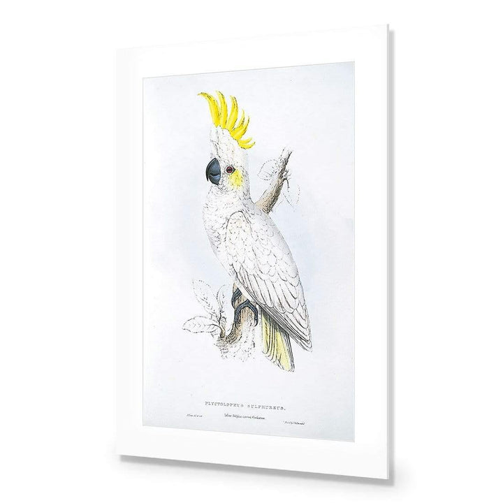 Sulphur-Crested Cockatoo By Edward Lear Wall Art