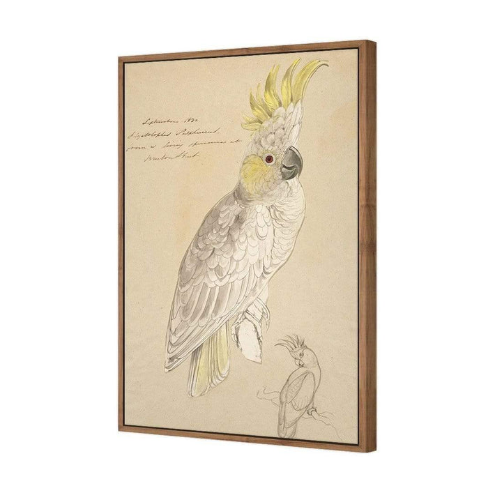 Lesser Sulphur Crested Cockatoo By Edward Lear Wall Art