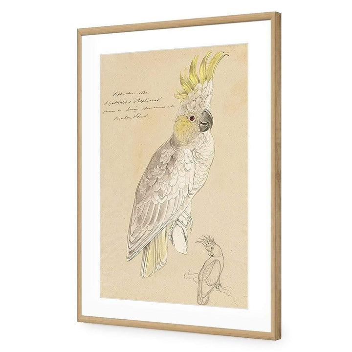 Lesser Sulphur Crested Cockatoo By Edward Lear Wall Art
