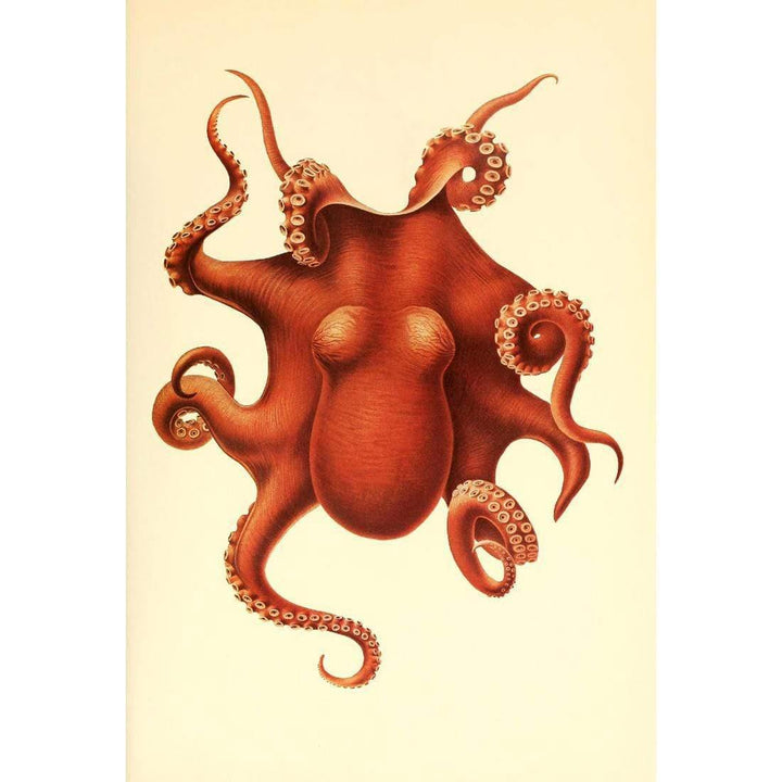 Vintage Octopus Wall Art