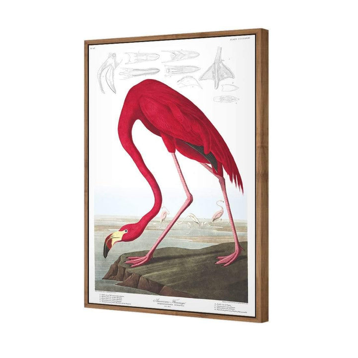 American Flamingo By John James Audubon Wall Art