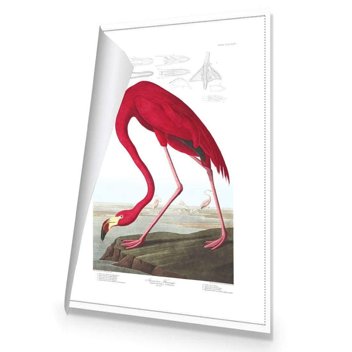 American Flamingo By John James Audubon Wall Art