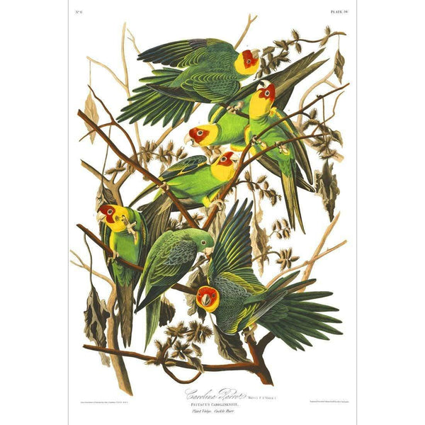 Carolina Parrots, John James Audubon Wall Art