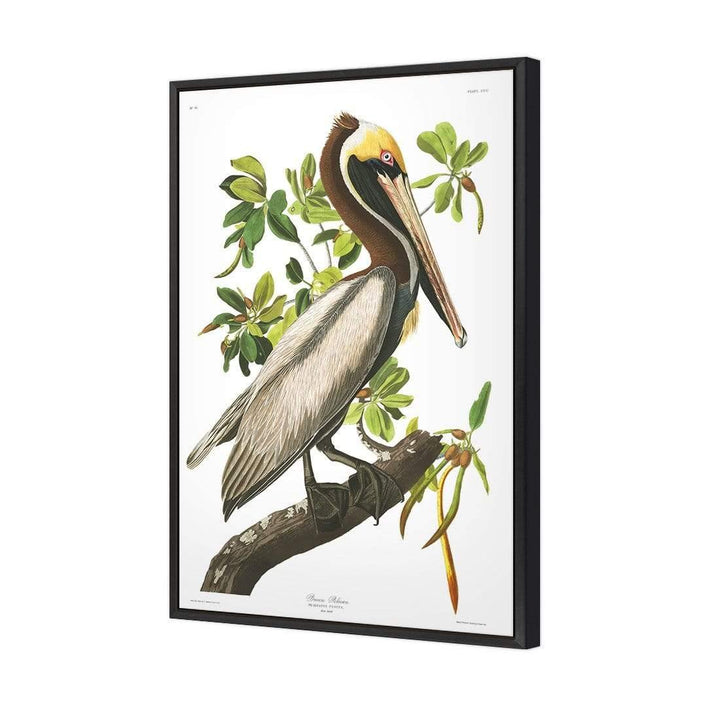Brown Pelican By John James Audubon Wall Art
