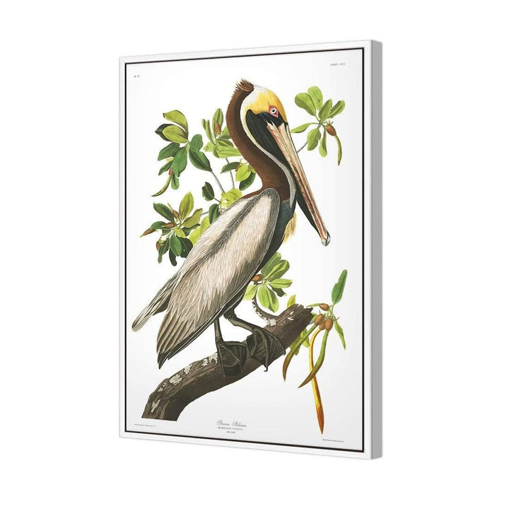 Brown Pelican By John James Audubon Wall Art