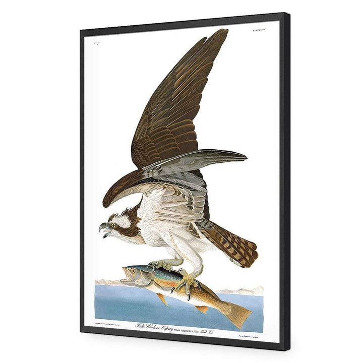Osprey By John James Audubon Wall Art