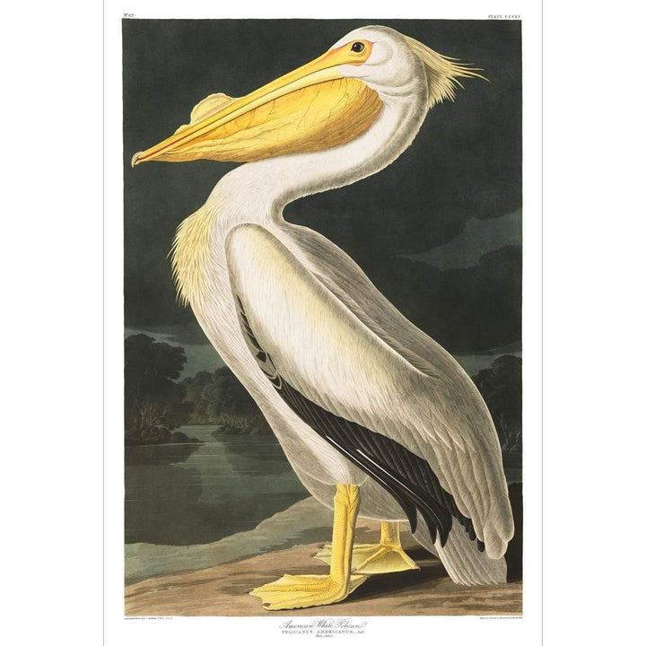 American White Pelican, John James Audubon Wall Art