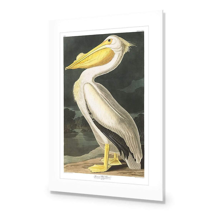 American White Pelican, John James Audubon Wall Art