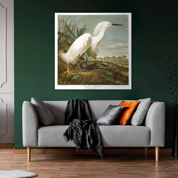 Snowy Heron By John James Audubon Wall Art